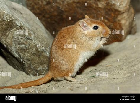 mongolian gerbil » nhentai .